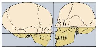 head-growth-gradient