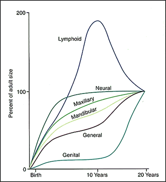 scammon's-curve